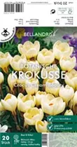 Blumenzwiebeln - Krokus Sp. Cream Beauty x20