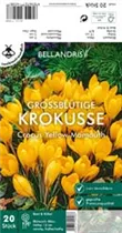 Blumenzwiebeln - Krokus Yellow Mammoth x20