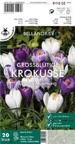 Blumenzwiebeln - Krokus Mischung weiss-blau x20