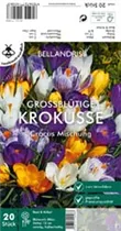 Blumenzwiebeln - Krokus Mischung grossblütig x20