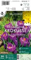 Blumenzwiebeln - Krokus Grand Maitre x20