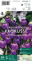 Blumenzwiebeln - Krokus Flower Record x20