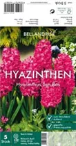 Blumenzwiebeln - Hyazinthe Jan Bos x5