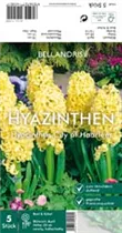 Blumenzwiebeln - Hyazinthe City of Haarlem x5 Blumenzwiebeln - Hyazinthe City of Haarlem x5