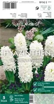 Blumenzwiebeln - Hyazinthe Carnegie x5