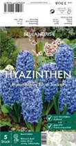 Blumenzwiebeln - Hyazinthe Blue Jacket x5