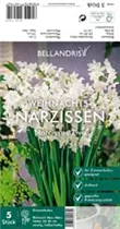 Blumenzwiebeln - Narzissen Paperwhites Ziva x5