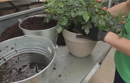 Rosen - Einpflanzen in ein Gefäß Rosen - Einpflanzen in ein Gefäß