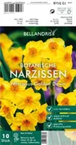 Blumenzwiebeln - Narzissen Golden Dawn x10
