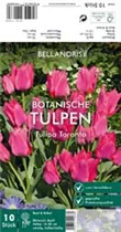 Blumenzwiebeln - Tulpen Toronto x10
