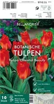 Blumenzwiebeln - Tulpen Oriental Beauty x10