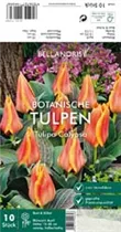 Blumenzwiebeln - Tulpen Calypso x10