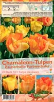Blumenzwiebeln - Tulpen Daydream / Darwin Hybride gelb-orange, 20 Stück