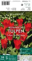 Blumenzwiebeln - Tulpen Scarlet Baby x10