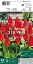 Blumenzwiebeln - Tulpen Roter Kaiser x10 Blumenzwiebeln - Tulpen Roter Kaiser x10