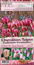 Blumenzwiebeln - Tulpen Hotpants / Triumph weiß-purpur, 20 Stück