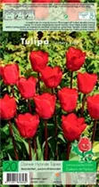 Blumenzwiebeln - Tulpen Fostery King Darwin Hybride 20 Stück - Rot