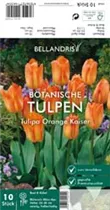 Blumenzwiebeln - Tulpen Orange Kaiser x10