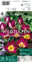 Blumenzwiebeln - Tulpen pulchella Persian Pearl x10