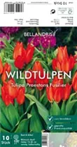 Blumenzwiebeln - Tulpen Praestans Fusilier x10