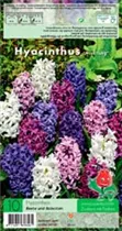 Blumenzwiebeln - Hyazinthen Mischung / Hyazinthen weiß-blau-purpur, 10 Stück