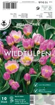 Blumenzwiebeln - Tulpen Lilac Wonder x10