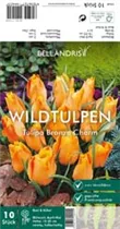 Blumenzwiebeln - Tulpen Bronze Charm x10
