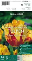 Blumenzwiebeln - Tulpen Texas Flame x10