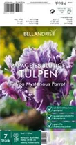 Blumenzwiebeln - Tulpen Mysterious Parrot x7
