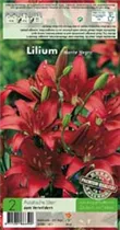 Blumenzwiebeln - Lilien Monte Negro x2