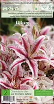 Blumenzwiebeln - Lilien Dizzy x2