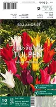 Blumenzwiebeln - Tulpen Lilienblütige Mischung x10