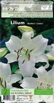 Blumenzwiebeln - Lilien Mothers Choice x2