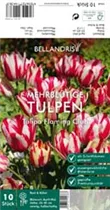Blumenzwiebeln - Tulpen Flaming Club x10