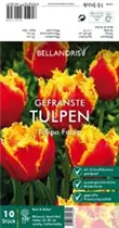 Blumenzwiebeln - Tulpen Fabio x10