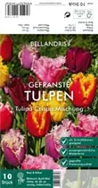 Blumenzwiebeln - Tulpen Crispa Mischung x10 Blumenzwiebeln - Tulpen Crispa Mischung x10