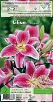 Blumenzwiebeln - Lilien Stargazer x2
