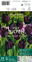 Blumenzwiebeln - Tulpen Queen of Night x10 Blumenzwiebeln - Tulpen Queen of Night x10