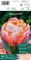 Blumenzwiebeln - Tulpen Pink Star x10 Blumenzwiebeln - Tulpen Pink Star x10