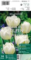 Blumenzwiebeln - Tulpen Mount Tacoma x10