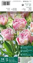 Blumenzwiebeln - Tulpen Angelique x10