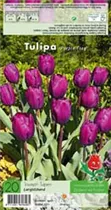 Blumenzwiebeln - Tulpen Purple Flag 20 Stück - Purpur-Violett