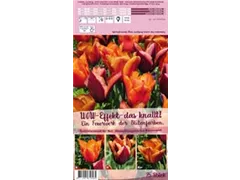 Blumenzwiebeln - Sort. Wow-Effekt - das knallt! x25