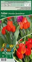 Blumenzwiebeln - Tulpen Praestans Zwanenburg rot, 10 Stück