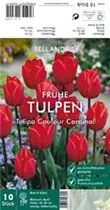 Blumenzwiebeln - Tulpen Couleur Cardinal x10