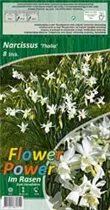 Blumenzwiebeln - Narzissen Thalia Triandrus weiß, 8 Stück Blumenzwiebeln - Narzissen Thalia Triandrus weiß, 8 Stück