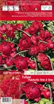 Blumenzwiebeln - Tulpen pulchella Tete à Tete x8