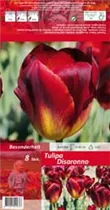 Blumenzwiebeln - Tulpen Disaronno x8