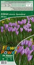 Blumenzwiebeln - Krokusse Etruscus Zwanenburg 20 Stück - Lila-Violett