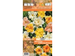 Blumenzwiebeln - Narzissen Splittkronig Mischung x8